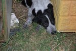 Cocco: un Cucciolo Rinchiuso in Canile!