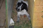 Cocco: un Cucciolo Rinchiuso in Canile! - Foto n. 2