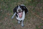 Cocco: un Cucciolo Rinchiuso in Canile! - Foto n. 4