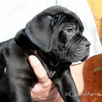 Cuccioli cane Corso