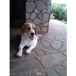 Cucciole di Beagle