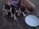 Cucciole di Beagle - Foto n. 2