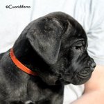 Cuccioli cane Corso - Foto n. 2