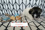 Cuccioli di Bichon Havanese - Foto n. 4