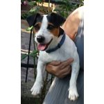 Jack Russel Terrier Tricolor - Foto n. 2