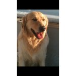 Bellissimo Maschio Golden Retriever Cerca Femmina