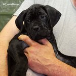 Cuccioli cane Corso - Foto n. 3