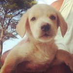 Simil Labrador Pippo Cerca Casa