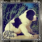 Landseer Cuccioli - Foto n. 4