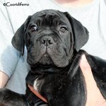 Cuccioli cane Corso - Foto n. 4