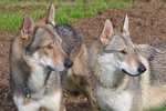 Cuccioli di cane lupo Cecoslovacco