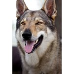 Cuccioli di cane lupo Cecoslovacco - Foto n. 2