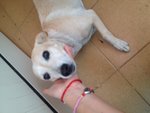 🐶 Altra Razza femmina di 17 anni e 3 mesi in adozione a San Pietro Vernotico (BR) da privato