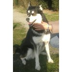 🐶 Husky femmina in adozione a Desana (VC) da privato