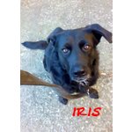 Iris, Straordinaria mix Labrador!