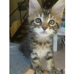 Cuccioli di Maine coon con Pedigree - Foto n. 1