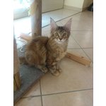 Cuccioli di Maine coon con Pedigree - Foto n. 2