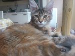 Cuccioli di Maine coon con Pedigree - Foto n. 3