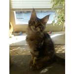 Cuccioli di Maine coon con Pedigree - Foto n. 5