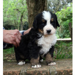 Cuccioli Bovaro del Bernese - Foto n. 3