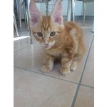 Cuccioli di Maine coon con Pedigree - Foto n. 9