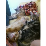 Cuccioli di Maine coon con Pedigree - Foto n. 10