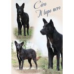 Ciro, Meraviglioso lupo nero in Adozione! - Foto n. 1