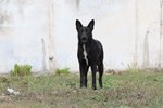 Ciro, Meraviglioso lupo nero in Adozione! - Foto n. 3