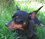 Pinscher Femmina Color nero Focato - Foto n. 1