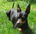 Pinscher Femmina Color nero Focato - Foto n. 2