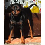 Pinscher Femmina Color nero Focato - Foto n. 4