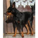 Pinscher Femmina Color nero Focato - Foto n. 5