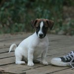 Cuccioli jack Russell Terrier
