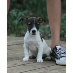 Cuccioli jack Russell Terrier - Foto n. 2