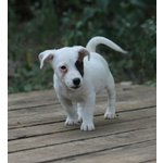 Cuccioli jack Russell Terrier - Foto n. 3