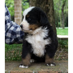 Cuccioli Bovaro del Bernese - Foto n. 4