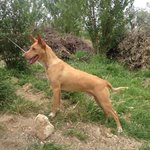 🐶 Cirneco dell'Etna maschio in adozione a Roma (RM) e in tutta Italia da associazione animali