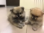 Cuccioli Volpino di Pomerania - Foto n. 1