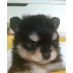 Cuccioli Volpino di Pomerania - Foto n. 3