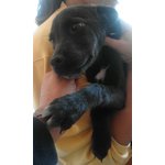 Oscar Cucciolo Simil Labrador 3 mesi e Mezzo