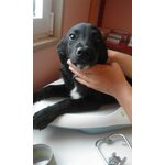 Oscar Cucciolo Simil Labrador 3 mesi e Mezzo - Foto n. 3