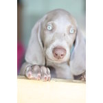 Ultimi Cuccioli Weimaraner