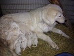 Cuccioli di Pastore Maremmano Abruzzese - Foto n. 3