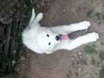 Cuccioli di Pastore Maremmano Abruzzese - Foto n. 5