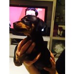 Cuccioli Zwergpinscher ( Pinscher nano & toy )