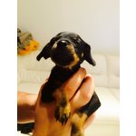 Cuccioli Zwergpinscher ( Pinscher nano & toy ) - Foto n. 5