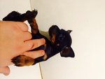 Cuccioli Zwergpinscher ( Pinscher nano & toy ) - Foto n. 6