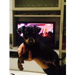 Cuccioli Zwergpinscher ( Pinscher nano & toy ) - Foto n. 7