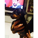 Cuccioli Zwergpinscher ( Pinscher nano & toy ) - Foto n. 10