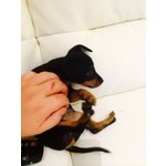 Cuccioli Zwergpinscher ( Pinscher nano & toy ) - Foto n. 11